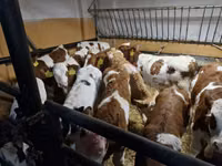 Cattle (batch, sex not specified), Simmental cattle — photo 1