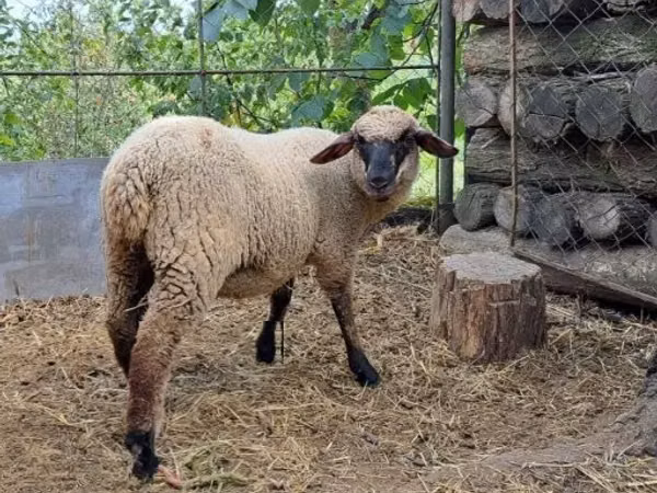 Sheep, White Suffolk sheep