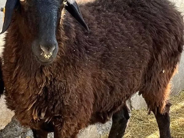 Ram, Sheep