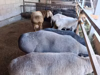 نعجة, Rhon sheep — الصورة 2
