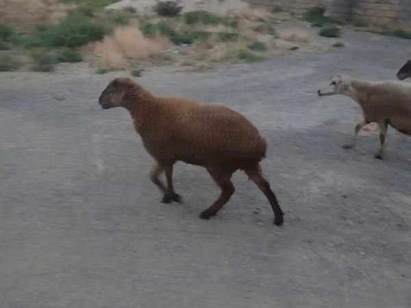 绵羊（批次，未指定性别）, Sheep — 阿塞拜疆