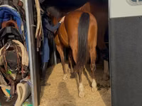Horse (M), Horses — photo 4