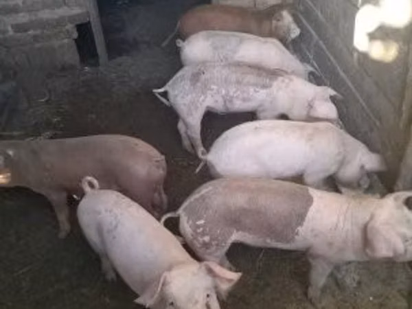 خوک ماده, خوک — مجارستان