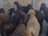 كبش, الأغنام — الصورة 1