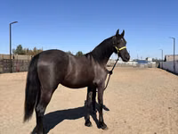 ม้าตัวเมีย, Friesian — รูปภาพ 2