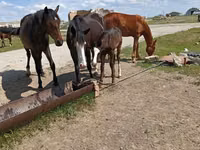 Hoppe, Horse breed — foto 2