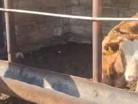 Үнээ, Simmental cattle — 1 зураг