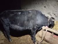 Bou, Bovine — foto 2