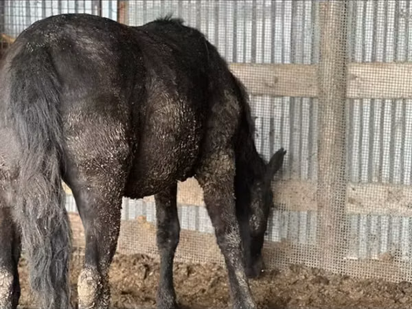 Horse (M), Horses