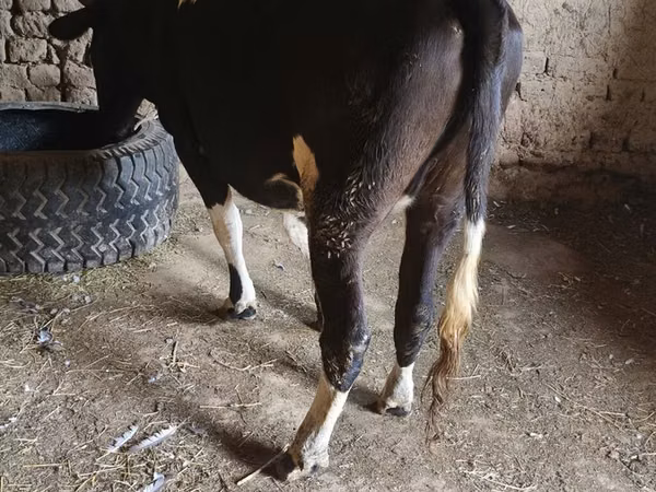 Cow, Russian Black pied cattle — Kyrgyzstan