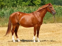 اسب نر, Kisber felver — عکس 8