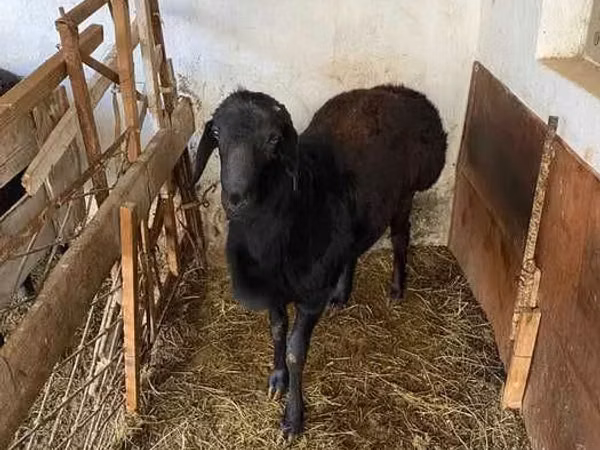 Ram, Sheep — Uzbekistan
