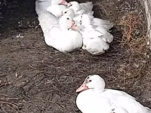 Ducks
