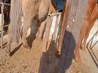Horse (M), Horses — photo 3