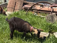 Kambing betina, Nubian Goat — foto 4
