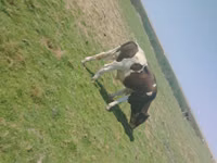 公牛, Kazakh White-headed cow — 照片 3
