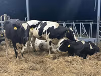 Cow, Holstein breed — photo 3