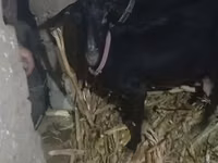 Ged, Alpine goat — foto 2