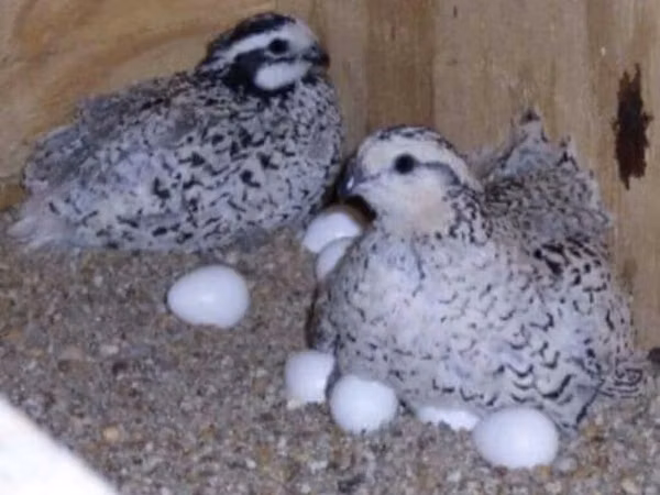 Bobwhite — Azerbaijan