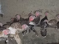 Turkeys — ছবি 5