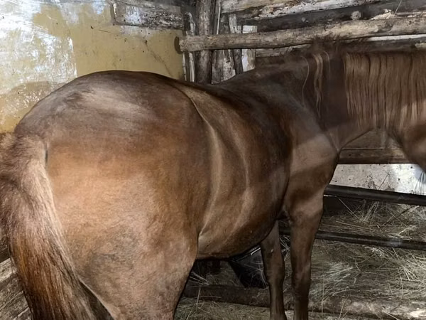 Mare, Horses — Kazakhstan
