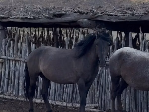 Ngựa đực, Mugalzhar horse