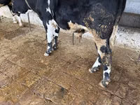 Bull, Russian Black pied cattle — photo 5