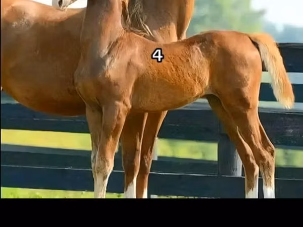 Horses (batch, sex not specified), Horses — Kazakhstan