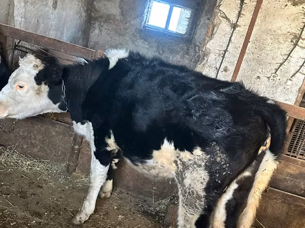 گاو ماده, گاو — مولداوی