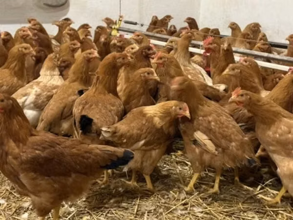 Danish hen — Hungary