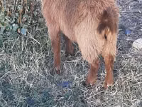 Ziegenbock, Nubian Goat — Foto 3
