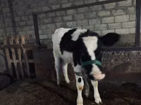 Vache, Race Holstein — photo 1