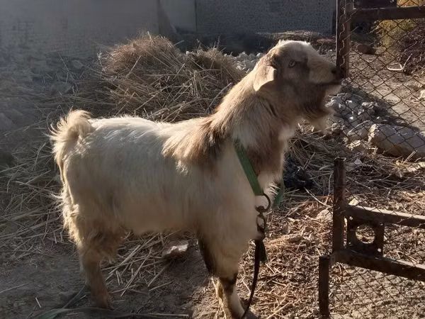 母山羊, Alpine goat