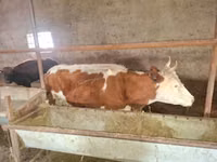 Կով, Latvian Blue cattle — լուսանկար 1