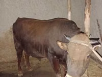 Lembu jantan, Red Steppe Cow — foto 4