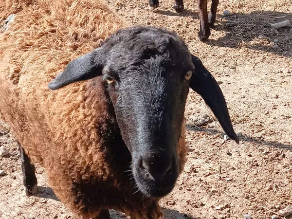 암양, Hissar sheep