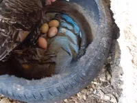 Turkeys — foto 3