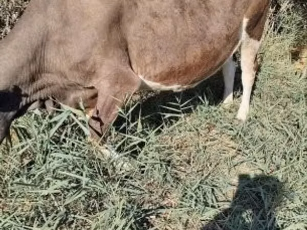 Vacă, Rasa Holstein — Ungaria
