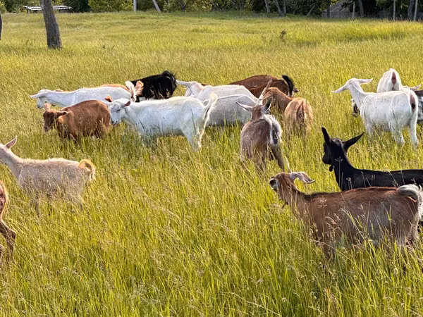 Goat, Goats — Moldova