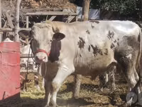 Bull, Simmental cattle — photo 2