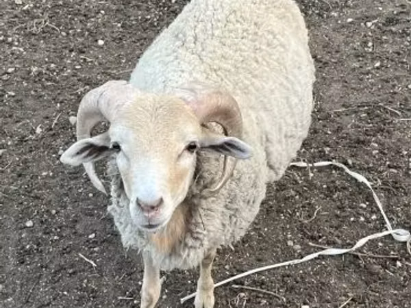 قوچ, Merino sheep