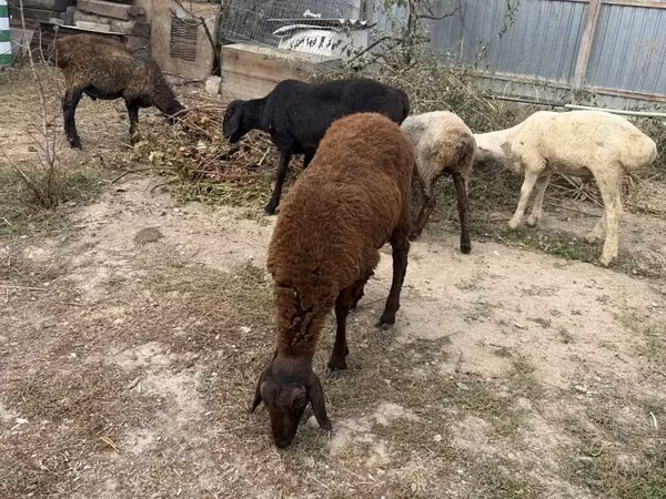 Schaap, Schapen