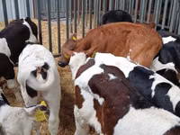 Bou, Bovine — foto 6