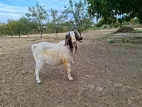 Billy Goat, Boer goat — photo 5