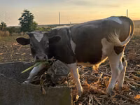 公牛, Cattle — 照片 1