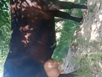 Vacă, Bovine — foto 3