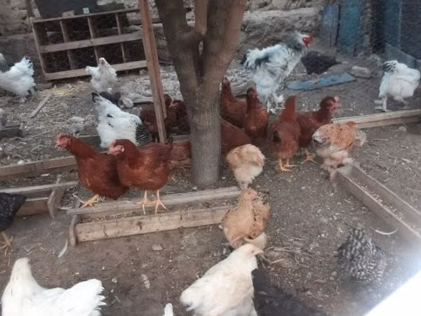 Brahma