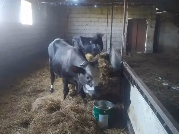 Lembu betina, Cattle