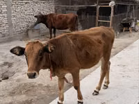 Cow, Cattle — photo 4