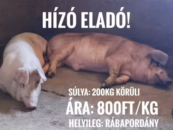 Kanec, Prasata — Maďarsko